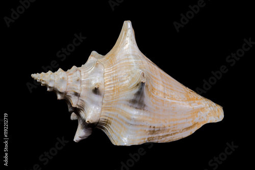 Strombus gigas or queen conch shell on black background photo