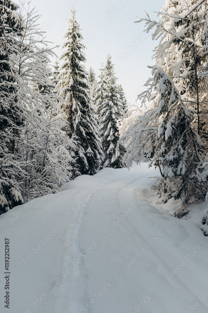 Journey Through a Winter Mountain Forest Exploring the Snowy Woods Journey Through a Winter Mountain Forest Exploring the Snowy Woods