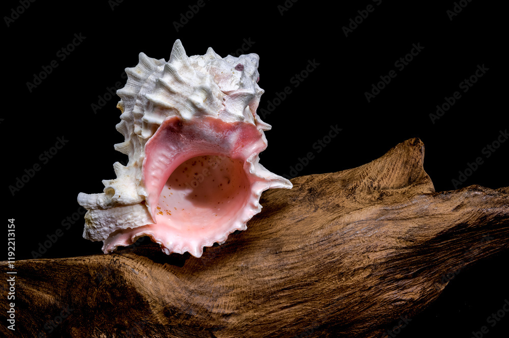 Red-mouthed Murex seashell on on driftwood Red-mouthed Murex seashell on on driftwood