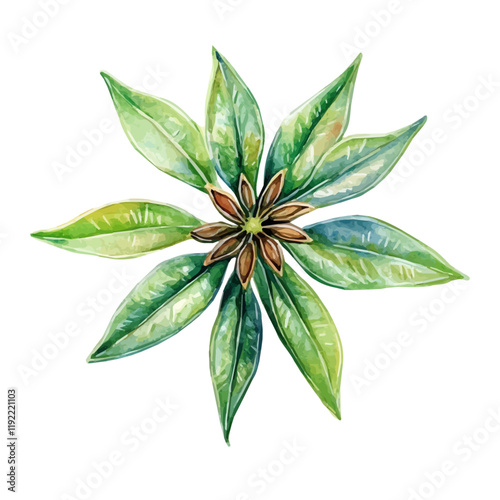 A watercolor drawing of an anise plant, isolated on a white background. Anise vector.
