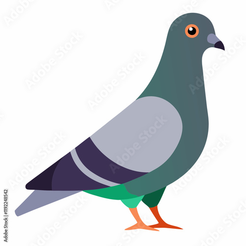 rock pigeon vector