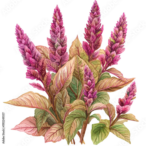 A watercolor drawing of an amaranth plant, isolated on a white background. Amaranth vector.
