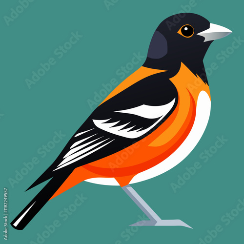 baltimore oriole illustrattion