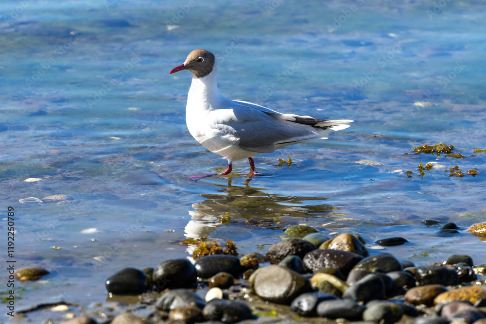 A Brown Hooded Gull (Chroicocephalus maculipennis) Chiloé, Chile. A Brown Hooded Gull (Chroicocephalus maculipennis) Chiloé, Chile.