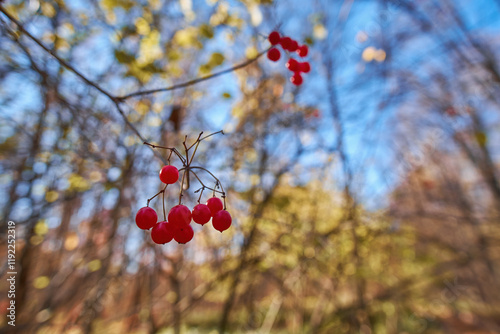 Red, ripe calamus berries close-up on the background of yellow autumn forests photo