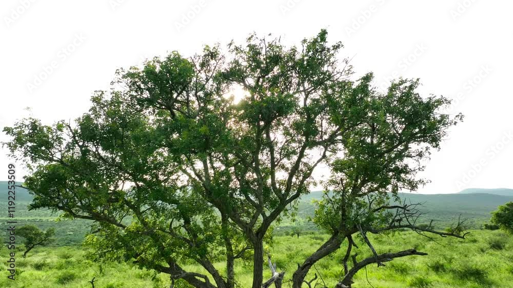 A Safari Tree Reveal showcases the towering trees of the African savanna, providing shelter to wildlife and embodying the beauty of the wilderness. A Safari Tree Reveal showcases the towering trees of the African savanna, providing shelter to wildlife and embodying the beauty of the wilderness.