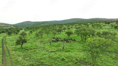 The wildebeest travels in herds across the savanna, staying vigilant against predators while migrating in search of food and water, showcasing its resilience in the wild. photo