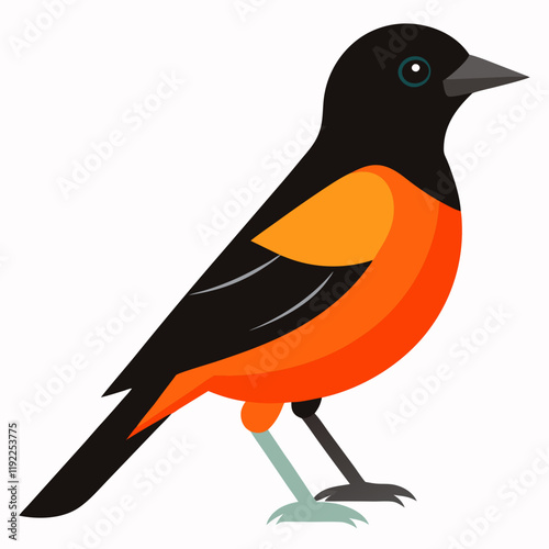 orchard oriole vector