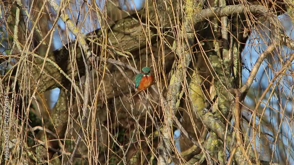 A Kingfisher, Alcedo atthis, perched on bare branches in bright sunlight. Winter. UK A Kingfisher, Alcedo atthis, perched on bare branches in bright sunlight. Winter. UK