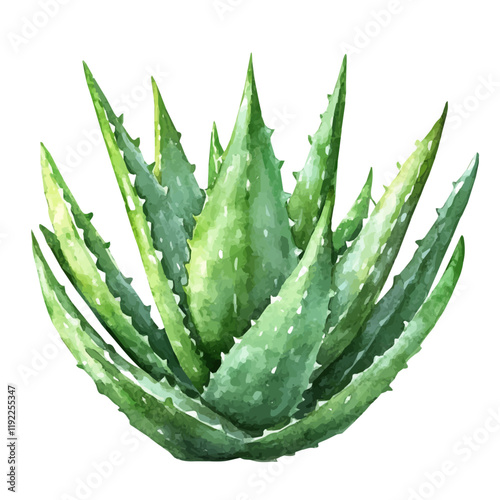 A watercolor drawing of an aloe vera plant, isolated on a white background. Aloe vera vector.
