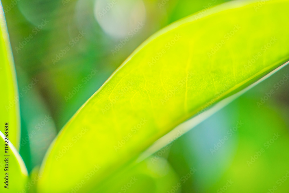 Natural plant green leaf in garden with bokeh background Natural plant green leaf in garden with bokeh background