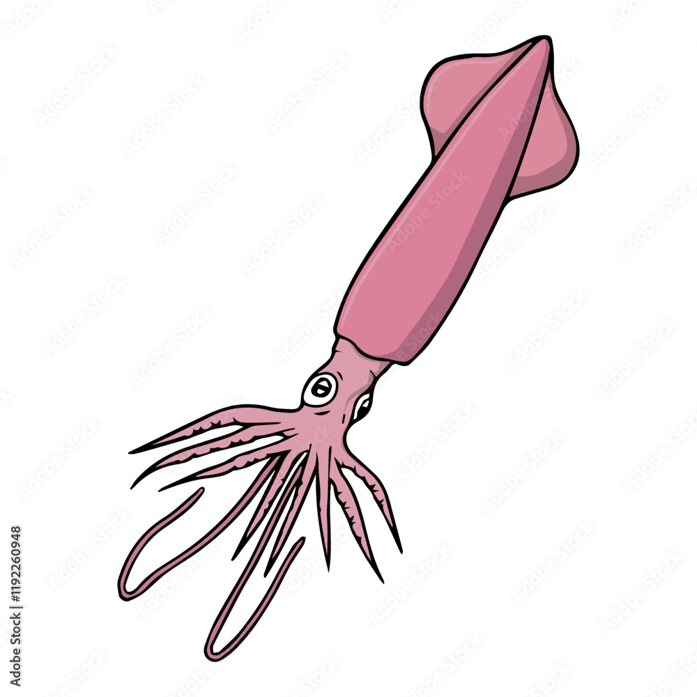 Obraz premium squid vector illustration