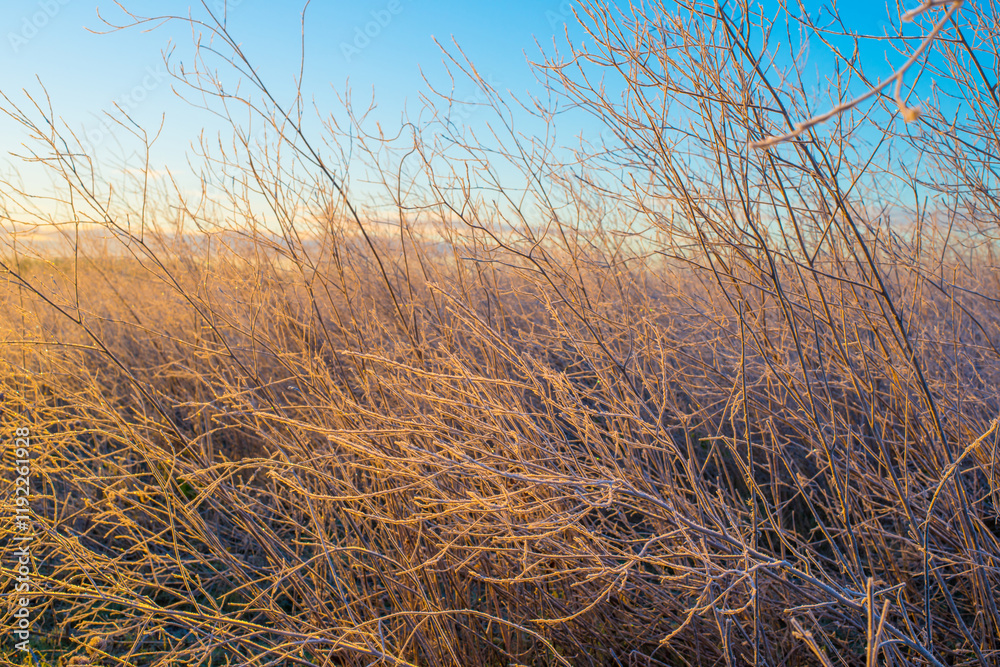 Fototapeta premium The edge of a frozen lake in light of sunrise in winter, oostvaardersveld, almere, flevoland, netherlands, January 11, 2025
