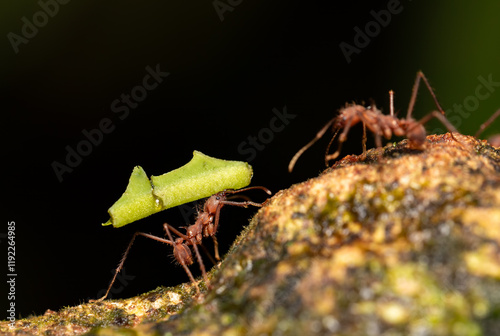 Leafcutter ant (Atta cephalotes) on branch, carrying green leaf. It cuts leaves and grows mushrooms in an anthill on them. La Fortuna Alajuela - Arenal, Costa Rica wildlife . photo