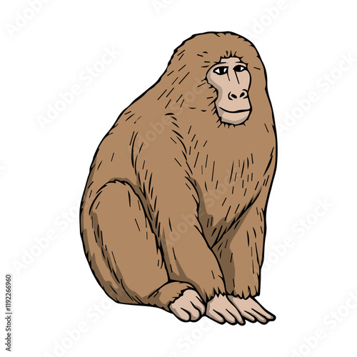 macaque vector illustration