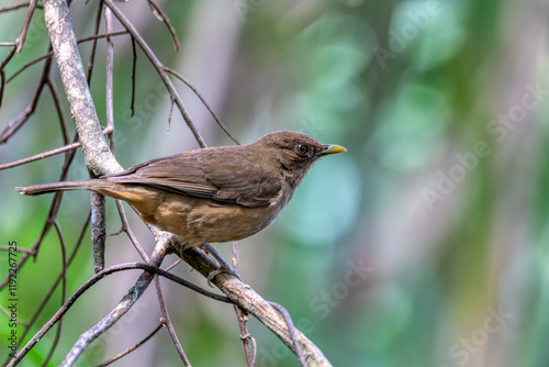 Clay-colored thrush (Turdus grayi), common Middle American bird of the thrush family (Turdidae). National bird of Costa Rica, La Fortuna, Volcano Arenal, Wildlife and birdwatching. photo