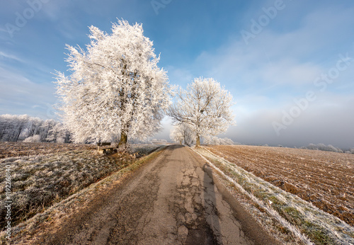 Serene winter landscape featuring a frost-covered rural road flanked by snow-dusted trees under a clear blue sky. Wooden bench rests under a large tree, adding peaceful touch. Vysocina Czech Republic. photo