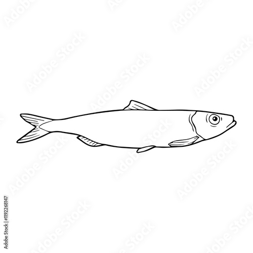 anchovy fish line vector illustration