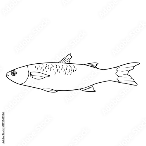 mullet fish line vector illustration
