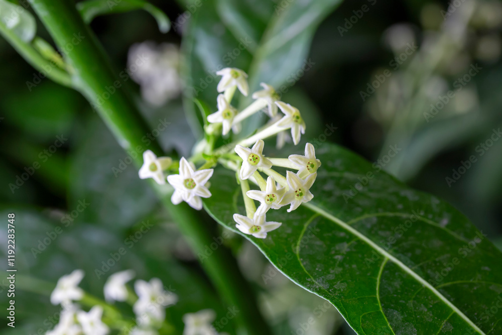 Cestrum nocturnum or Night Blooming Jasmine, the plant wich have scent in the night