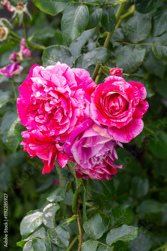 Red White ivy rose in the g...