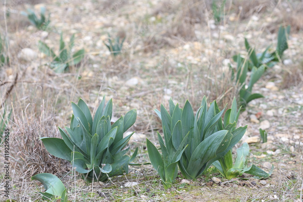 Obraz premium drimia maritima (L) stearn plants in winter in the field