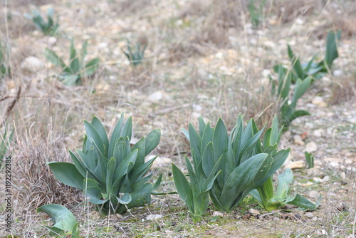 drimia maritima (L) stearn plants in winter in the field photo