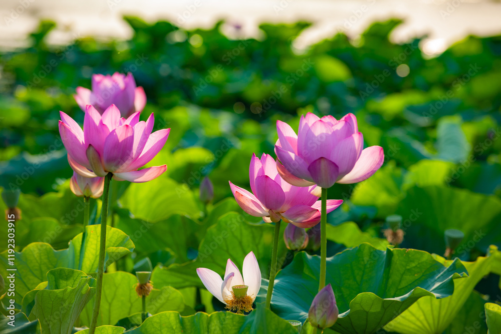 In summer, red lotus flowers are particularly bright against the backdrop of green lotus leaves In summer, red lotus flowers are particularly bright against the backdrop of green lotus leaves