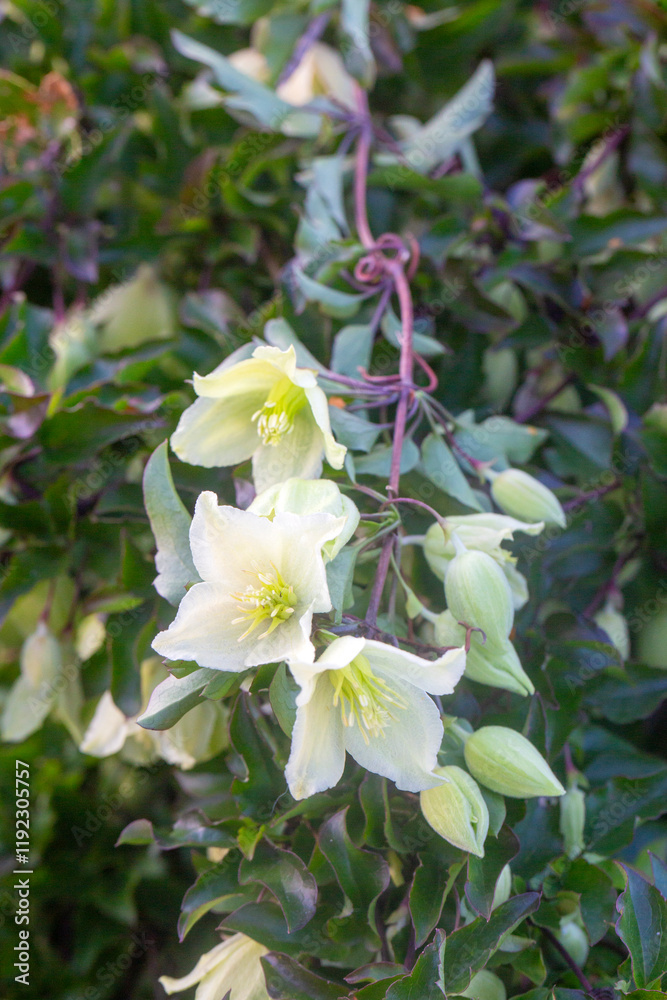 Botany. Clematis cirrhosa is a species of flowering plant in the family Ranunculaceae, native to the Mediterranean. Botany. Clematis cirrhosa is a species of flowering plant in the family Ranunculaceae, native to the Mediterranean.