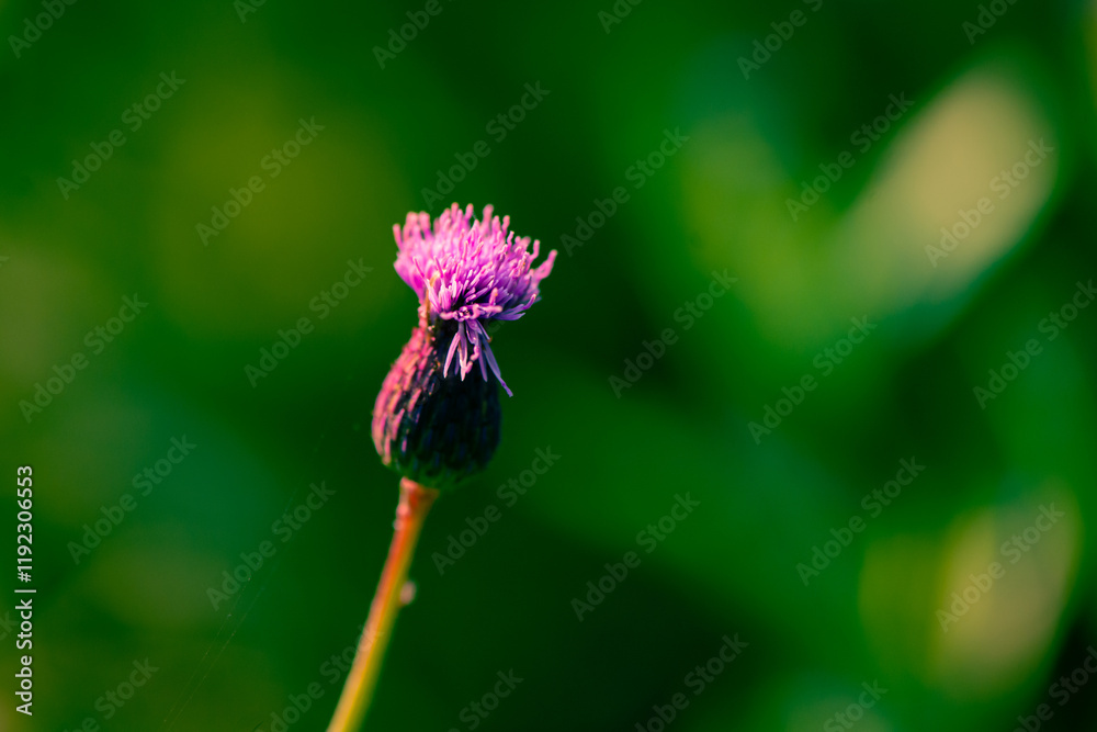 Wild summer thistle flowers and autumn thistle seeds, the beauty of nature Wild summer thistle flowers and autumn thistle seeds, the beauty of nature