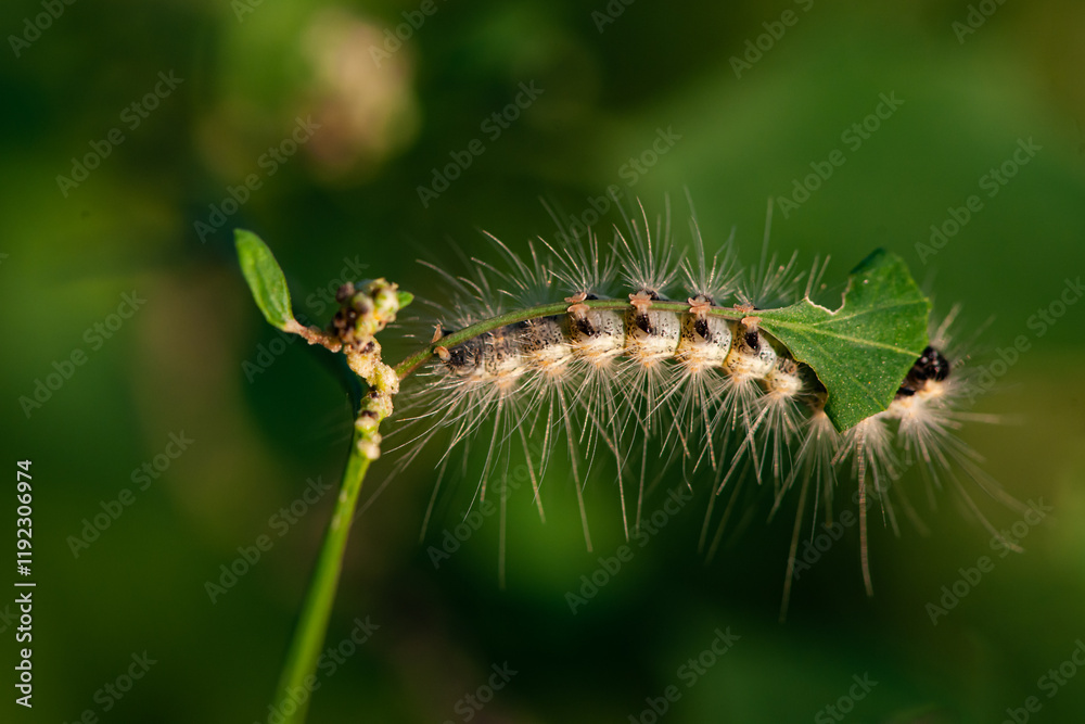 The larvae of the American white moth inhabit wild plants and peaches The larvae of the American white moth inhabit wild plants and peaches