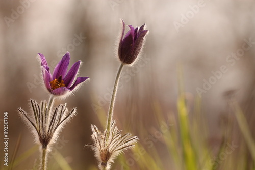 fiori di anemone pulsatilla in primavera in un prato photo