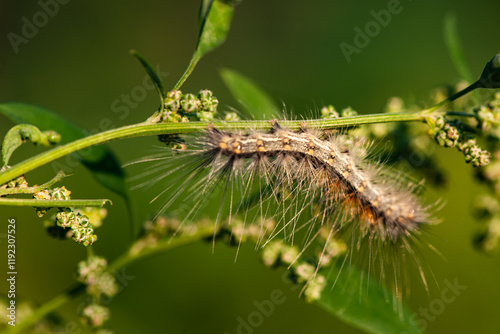 The larvae of the American white moth inhabit wild plants and peaches photo