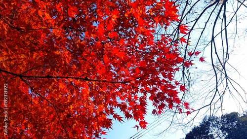 秋の紅葉の美しい葉