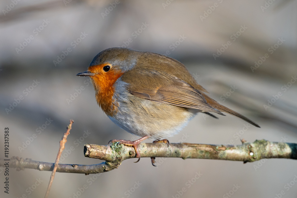 Obraz premium Robin on a Branch