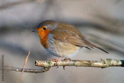 Robin on a Branch