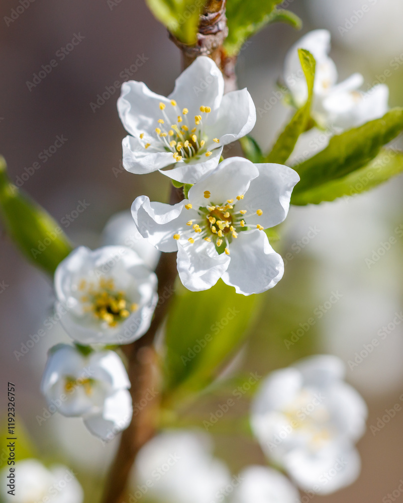 A close up of a white flower with green leaves A close up of a white flower with green leaves