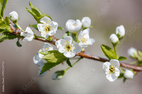 A branch with white flowers on it photo