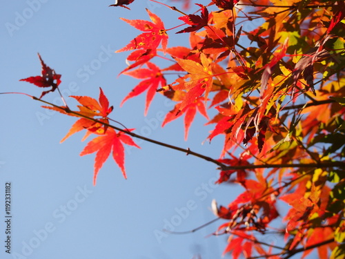 グラデーションの美しい紅葉の葉のアップ