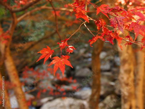グラデーションの美しい紅葉の葉のアップ