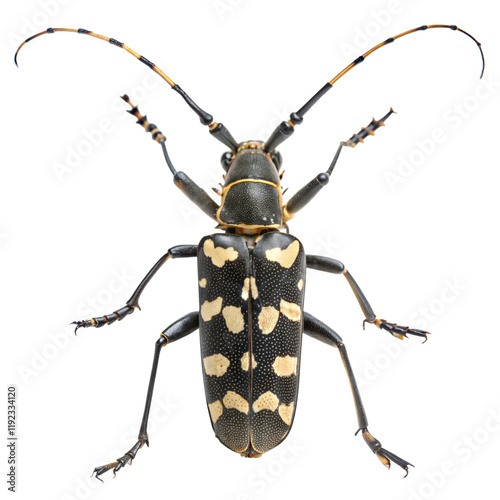 Asian Longhorn Beetle AI Generated Image photo