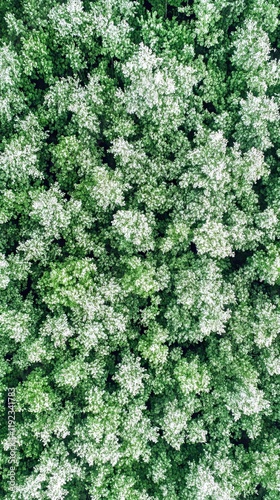 Dense Forest Canopy Aerial View photo