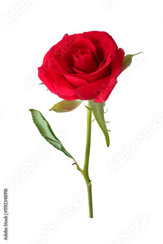 Blooming red rose flower on a long stem isolated on a transparent background.