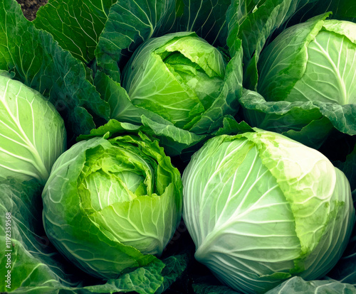 A bountiful harvest of white cabbage. Freshly picked cabbage with outer leaves still intact and open.