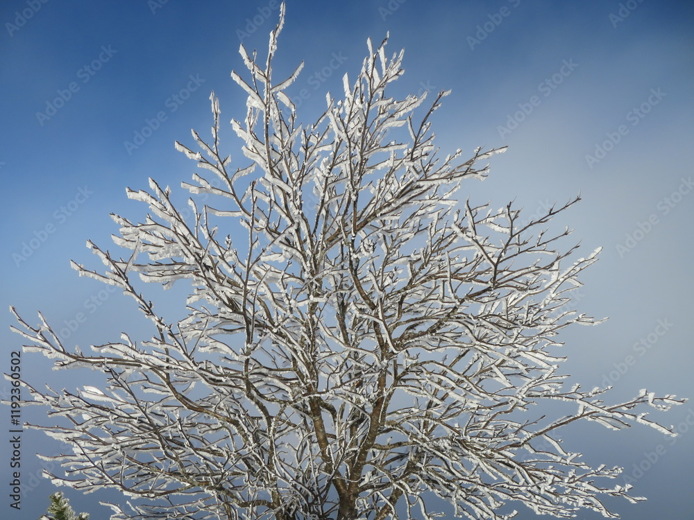 Winterliche Bäume im Allgäu Winterliche Bäume im Allgäu