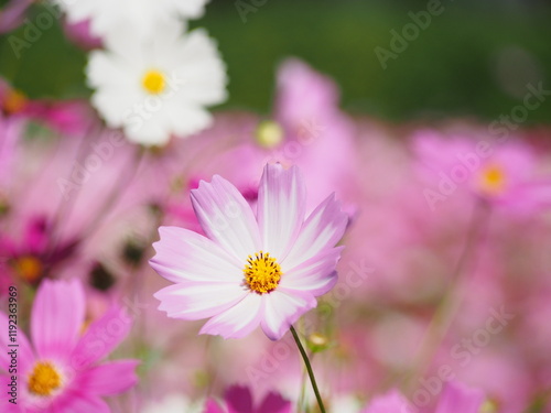 コスモス畑で撮った美しい花の瞬間