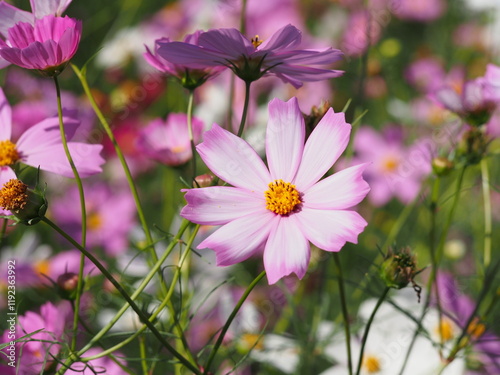 コスモス畑で撮った美しい花の瞬間