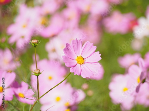 コスモス畑で撮った美しい花の瞬間