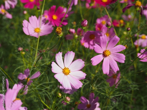 コスモス畑で撮った美しい花の瞬間