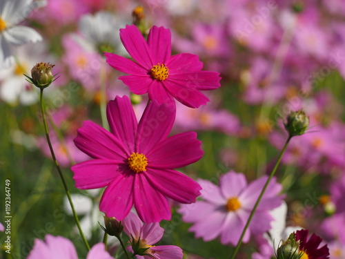 コスモス畑で撮った美しい花の瞬間